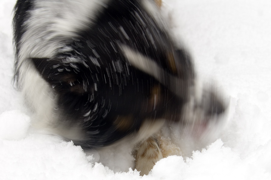 Border Collie