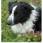 Border Collie, Familienhund, Freund