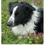 Border Collie, Familienhund, Freund