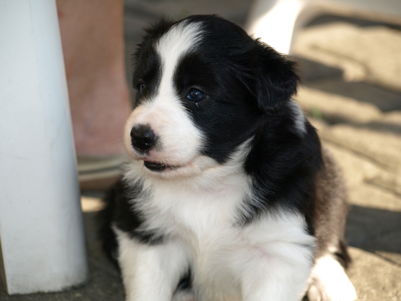 Border Collie Fiby (4 Wochen alt)