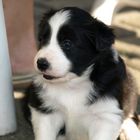 Border Collie Fiby (4 Wochen alt)