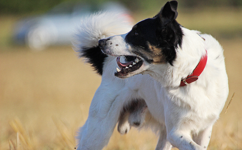 Border Collie Fritz von Rodau