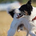 Border Collie Fritz von Rodau