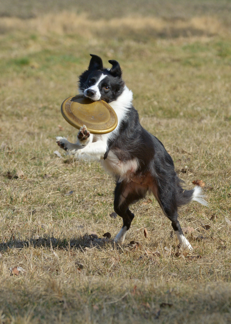 Border Collie Hazel