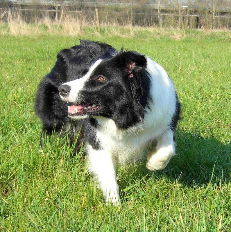 Border Collie Hündin