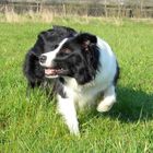 Border Collie Hündin