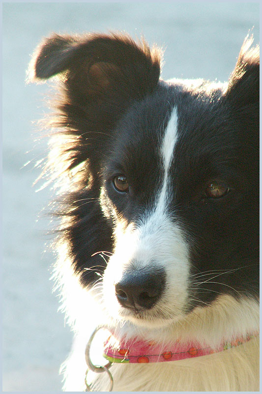 Border Collie Hündin