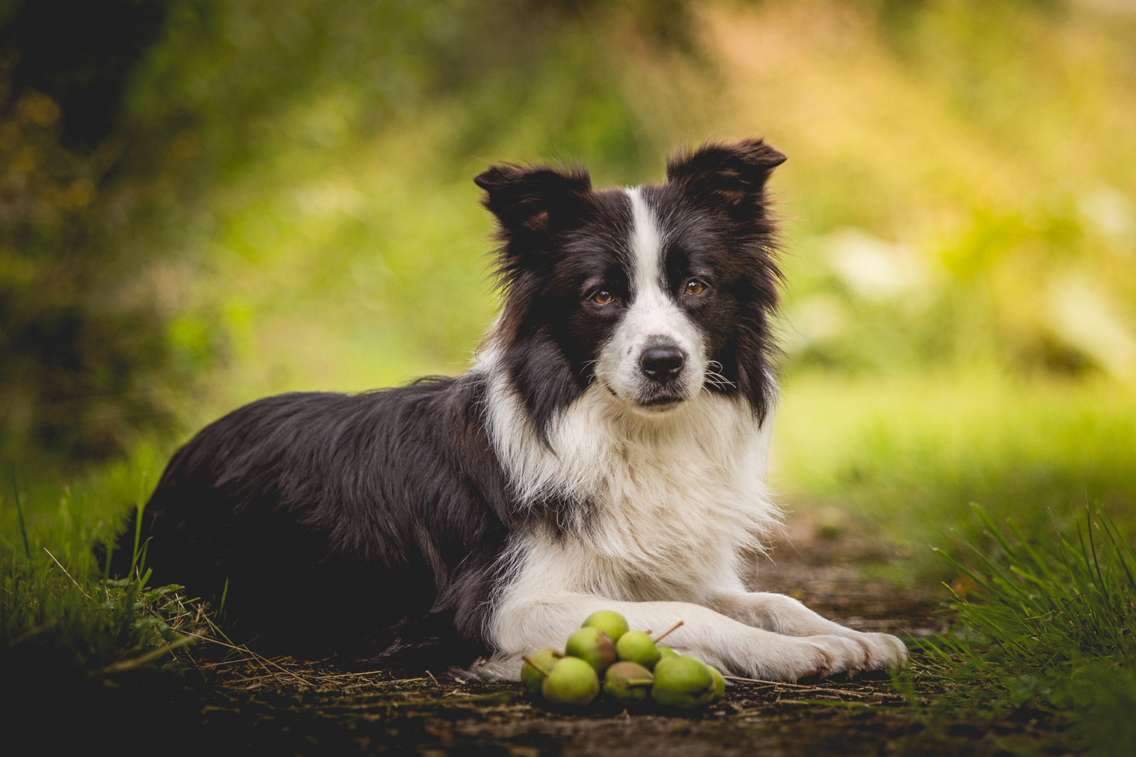 Border Collie Hündin im Grünen