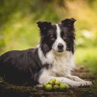 Border Collie Hündin im Grünen