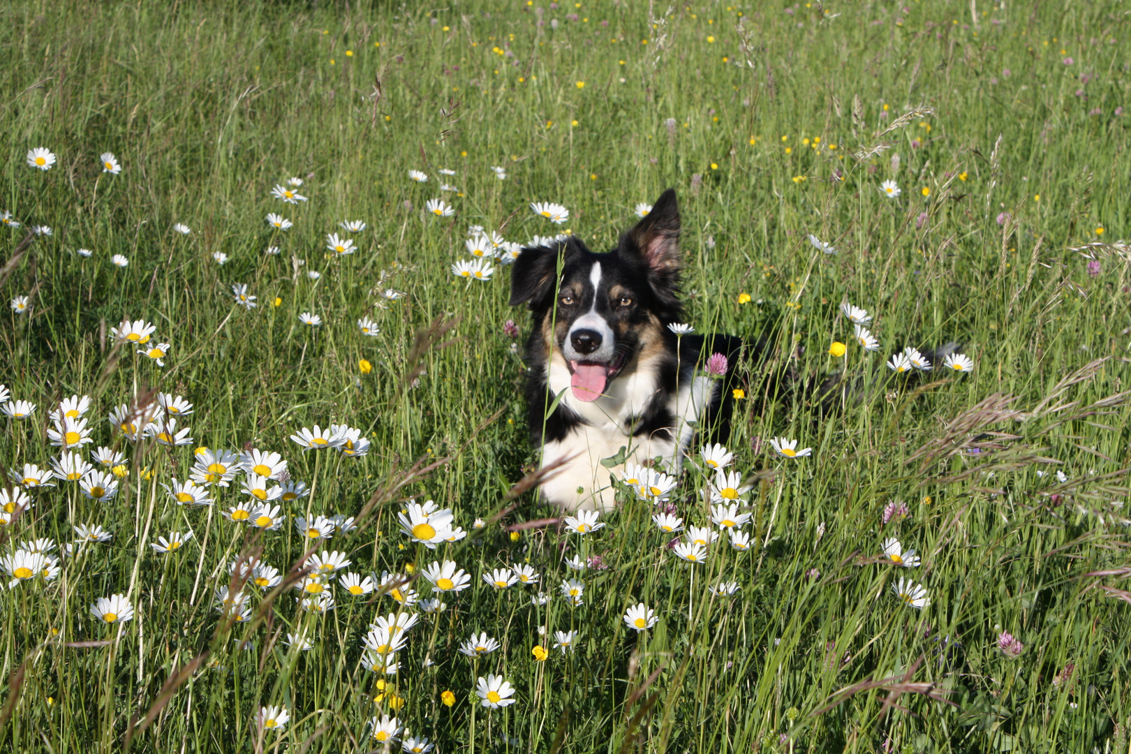 Border Collie Hündin Piper