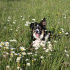 Border Collie Hündin Piper