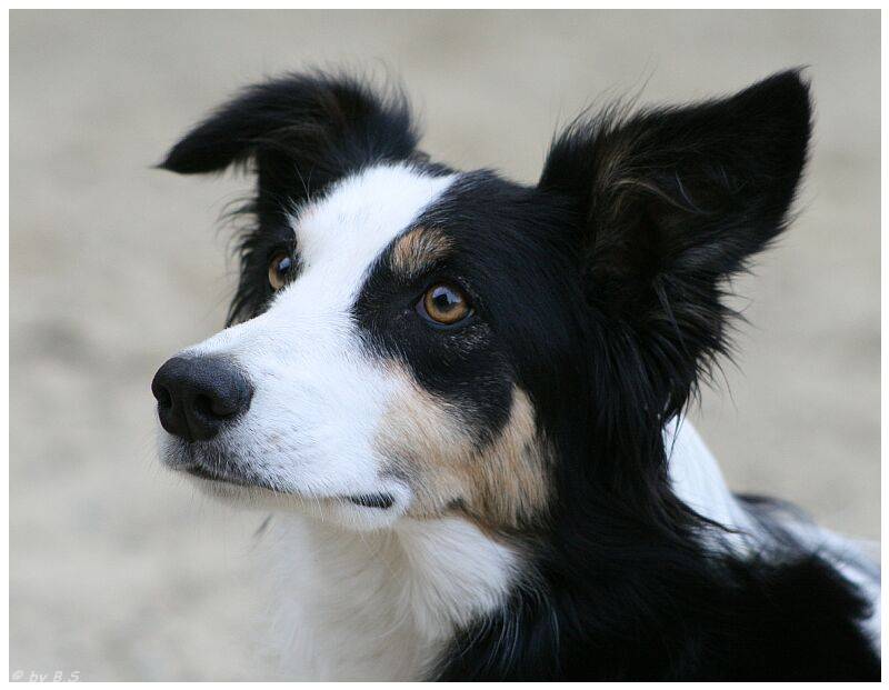 Border Collie Hündin Tabbi