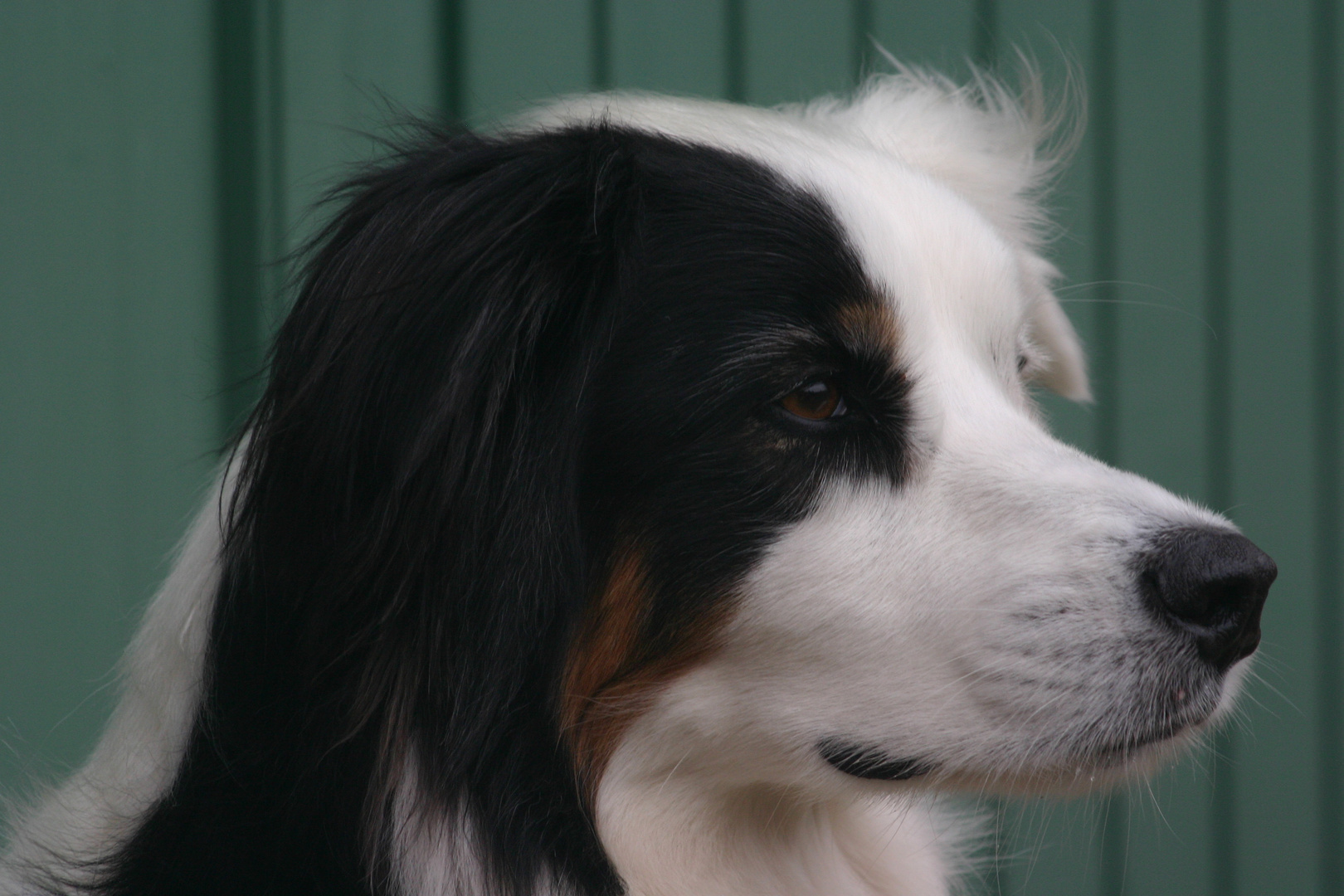 Border Collie II