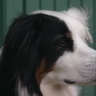 Border Collie II