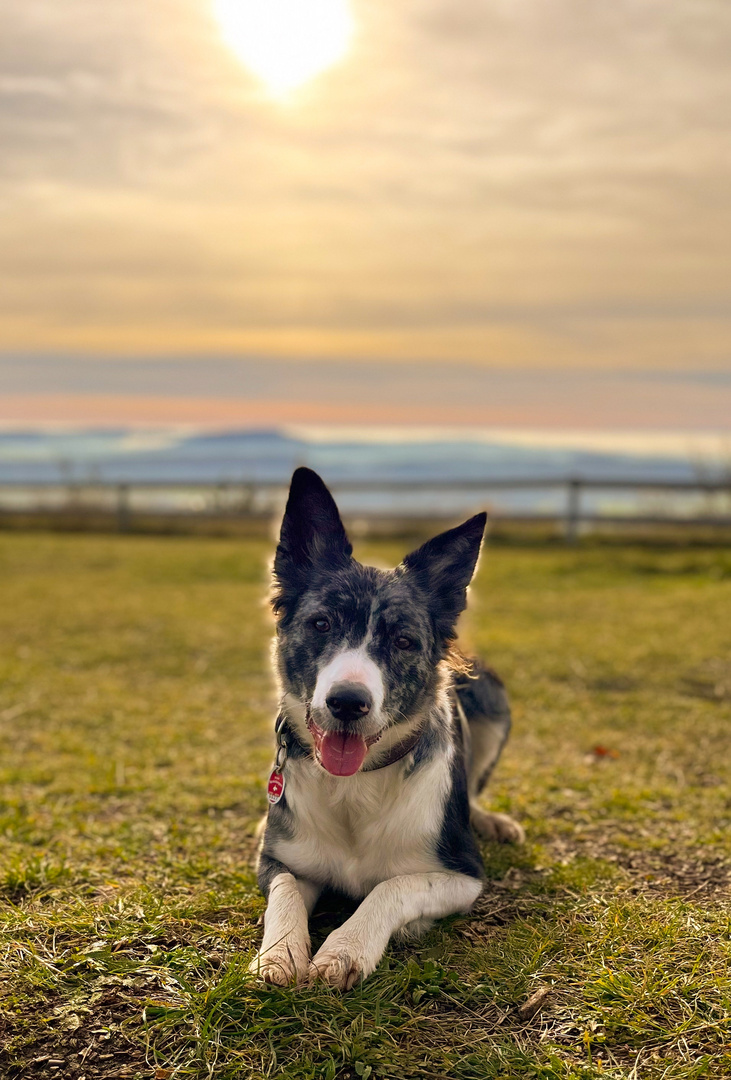 Border Collie im Abendlicht