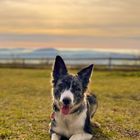 Border Collie im Abendlicht