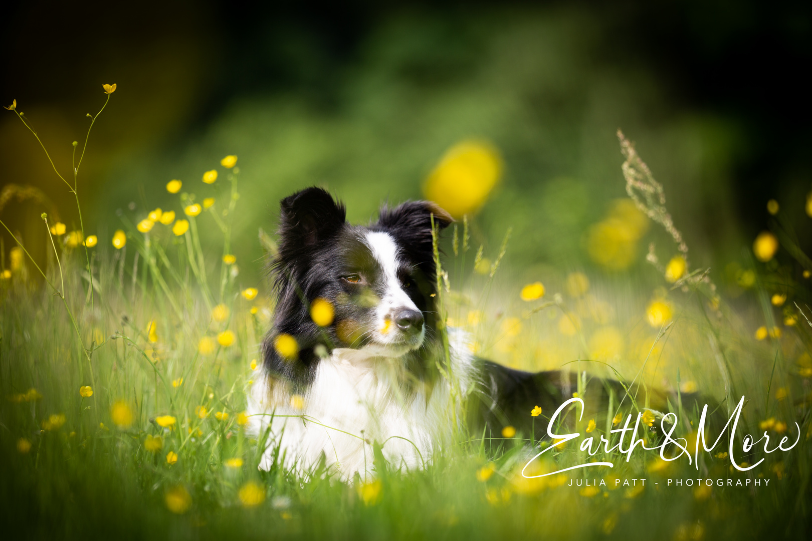 Border Collie im Butterblumenfeld