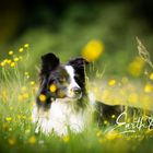 Border Collie im Butterblumenfeld