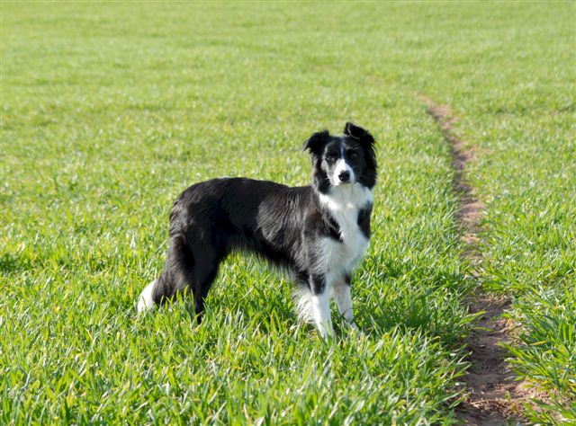 Border Collie im Feld