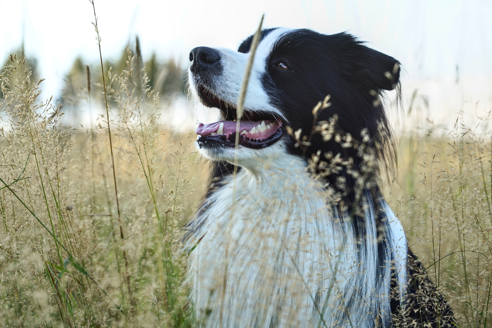 Border Collie im Feld