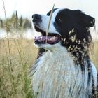 Border Collie im Feld