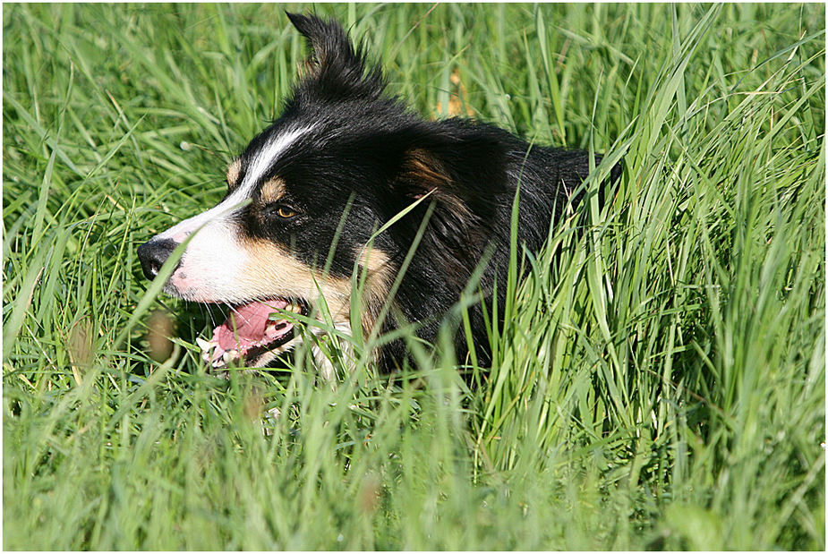 Border Collie im hohen Gras