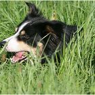 Border Collie im hohen Gras