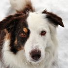 Border Collie im Schnee