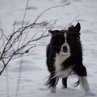 Border Collie im Schnee an einem windigen Tag