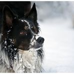 Border Collie im Schnee, oder....