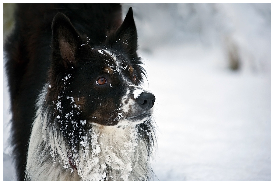 Border Collie im Schnee, oder....