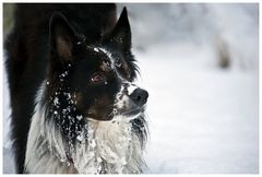 Border Collie im Schnee, oder....