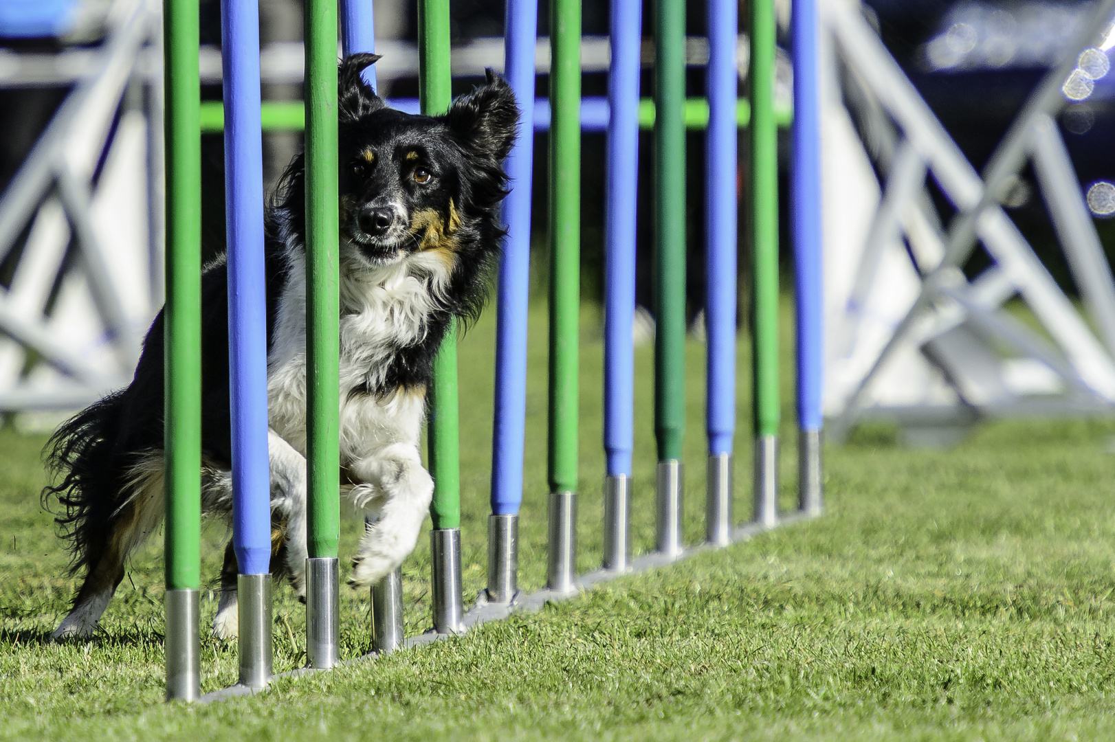 Border Collie im Slalom