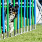 Border Collie im Slalom