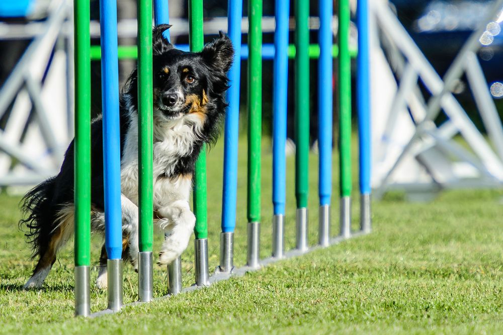 Border Collie im Slalom