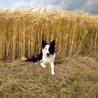 Border Collie im sommerlichen Feld