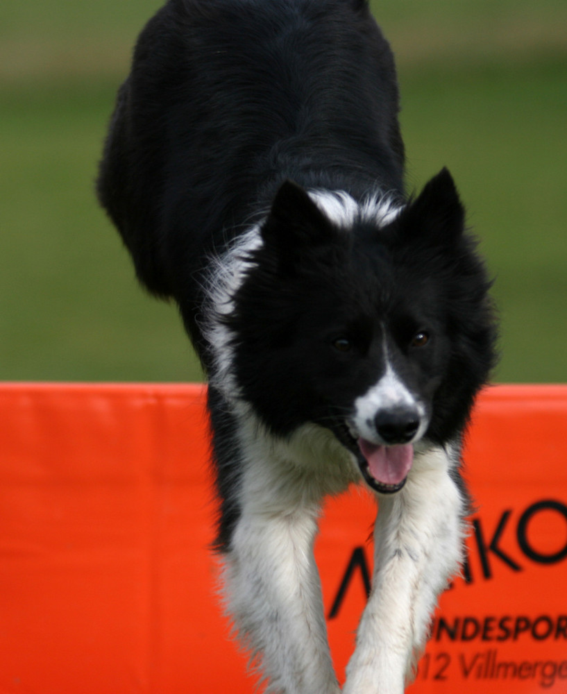 Border Collie im Sprung