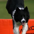 Border Collie im Sprung