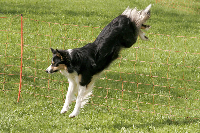 Border Collie im Sprung