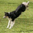 Border Collie im Sprung