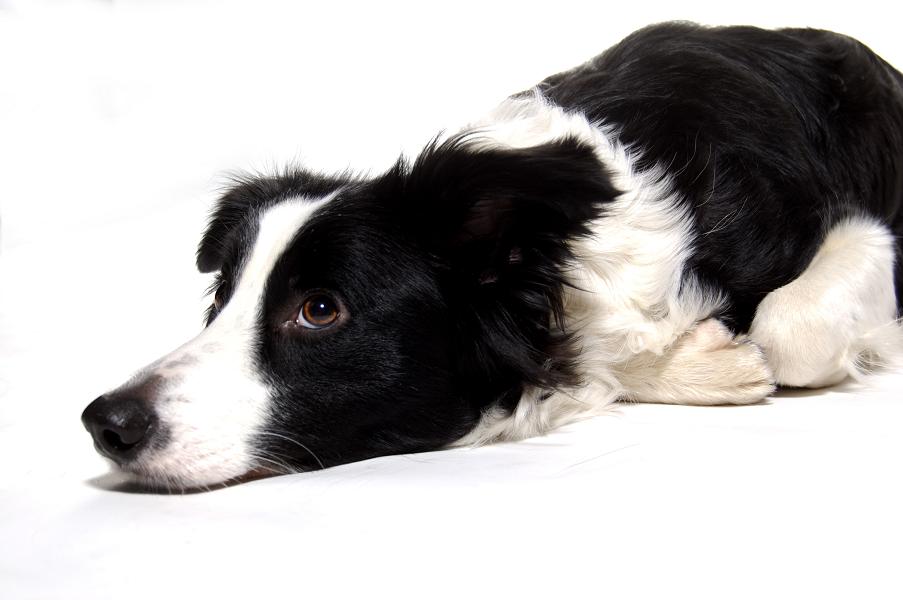 Border-Collie im Studio