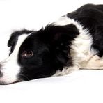 Border-Collie im Studio