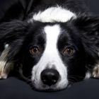 Border-Collie im Studio II