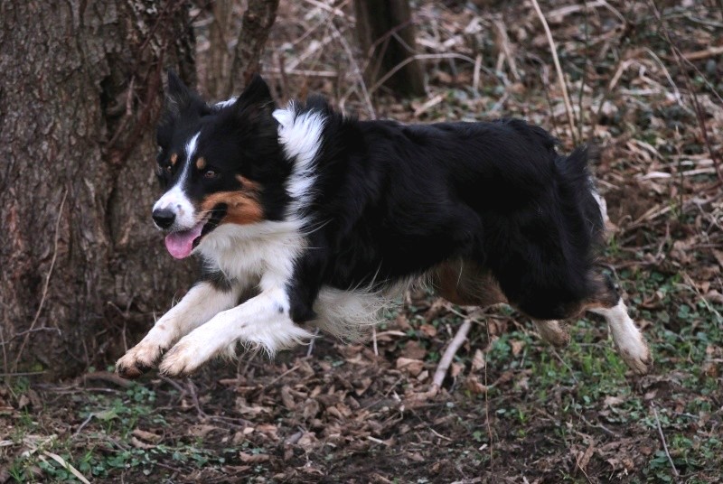 Border Collie in Aktion