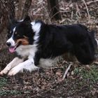 Border Collie in Aktion