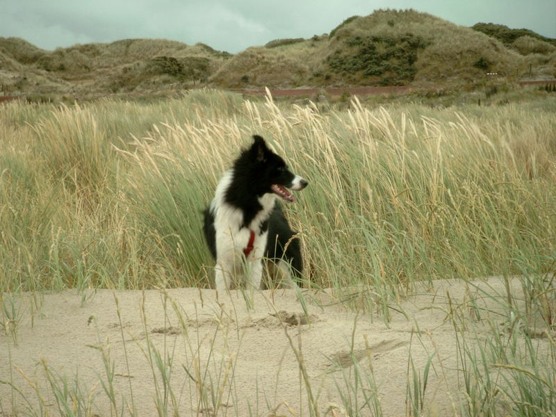 Border Collie in den Dünen