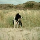 Border Collie in den Dünen