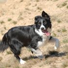 Border Collie in den Sanddünen