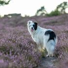 Border Collie in der Heide