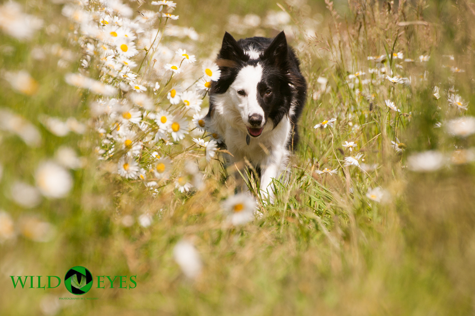 Border Collie in Margeriten Wiese